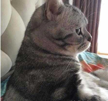 养猫记angelo:猫一直在被子上尿尿，怎么回事，有什么办法？