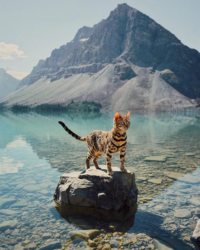 孟加拉国猫是活动量非常大的猫咪:养孟加拉豹猫是什么体验？