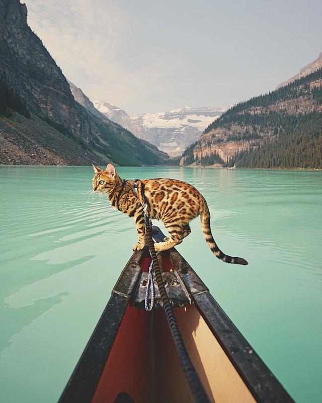 孟加拉国猫是活动量非常大的猫咪:养孟加拉豹猫是什么体验？
