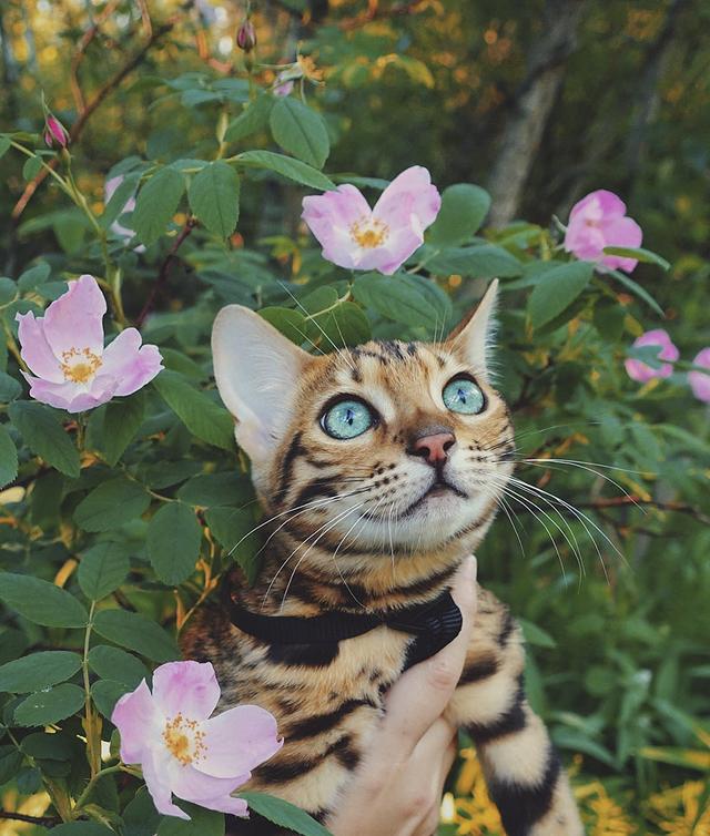 孟加拉国猫是活动量非常大的猫咪:养孟加拉豹猫是什么体验？