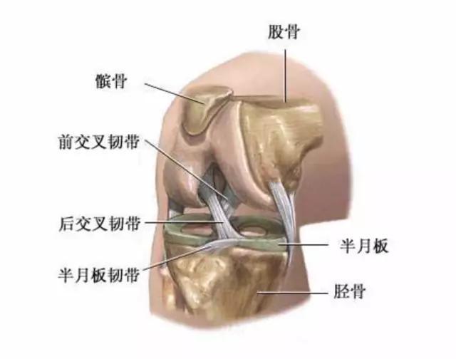 前十字韧带断裂 症状:前交叉韧带断裂有哪些症状呢？