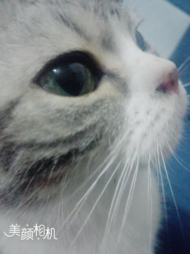 我想买猫叔:你们的柴犬都是花了多少钱买的？
