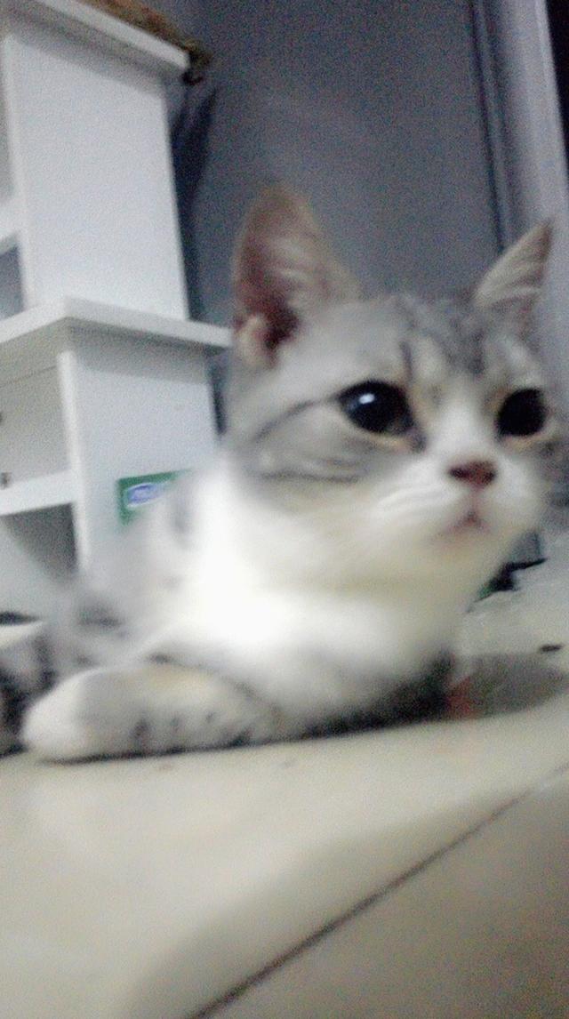我想买猫叔:你们的柴犬都是花了多少钱买的？
