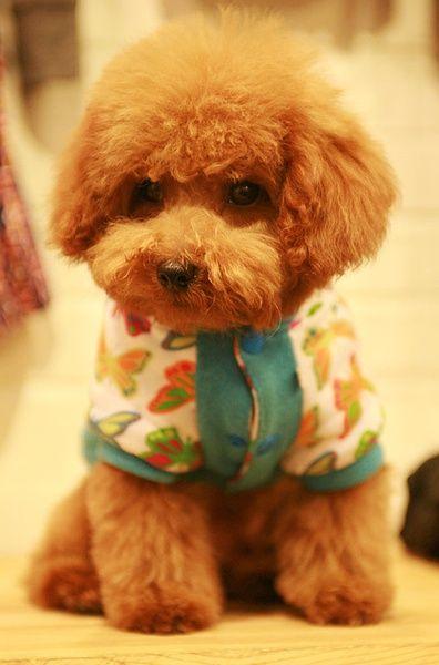 罗德西亚背脊犬幼犬:世界上最受欢迎的狗有哪些？