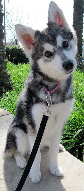 罗德西亚背脊犬幼犬:世界上最受欢迎的狗有哪些？