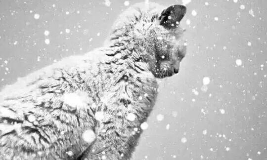 关于流浪狗和流浪猫感悟:你们在路上看到流浪猫、狗时会选择无视还是帮助？