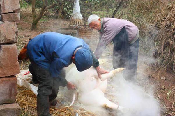 頭條問答 - 農村殺豬為什麼要對豬吹氣,吹的肚子很大?(3個回答)