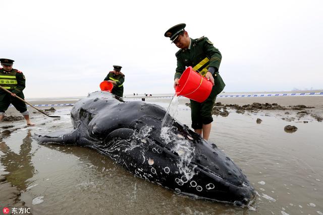 瓜头鲸数量:瓜头鲸数量是多少 为什么中国沿海没有海豹海象这类海洋哺乳动物？