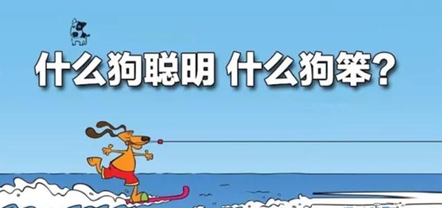 巴西獒犬智商:巴西獒犬图片 巴西非勒犬的战斗力怎么样？为什么？