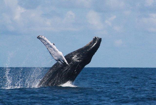 鲸鱼肚子里水怪，“鲸”，人们俗称“鲸鱼”。为什么说“鲸”是哺乳动物，而不是鱼
