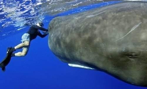 鲸鱼肚子里水怪，从纯理论的角度来分析，假如被鲸鱼吞了，有任何可能性自救吗