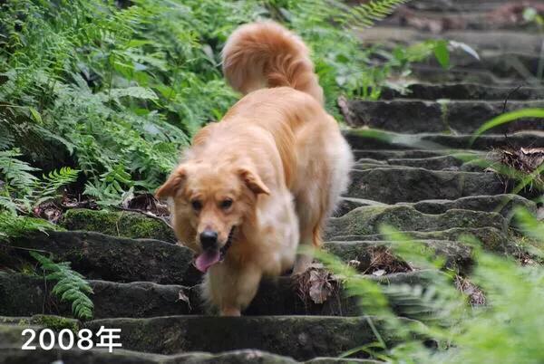 绿鱼狗照片:有人说金毛成为了受欢迎的宠物狗，你怎么看？