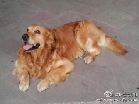 绿鱼狗照片:有人说金毛成为了受欢迎的宠物狗，你怎么看？