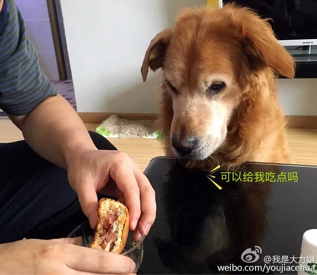 绿鱼狗照片:有人说金毛成为了受欢迎的宠物狗，你怎么看？