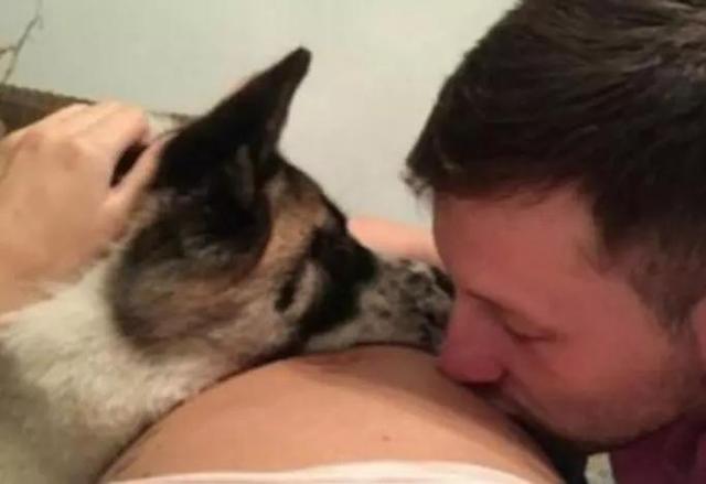 狗狗吞21个奶嘴主人竟未察觉:狗狗临终前会舍不得主人吗？