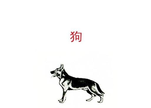 美系秋田犬咬人吗:柴犬和秋田犬的区别是什么？