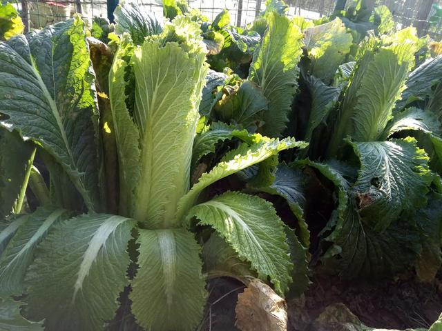 金边白菜是哪个地方的菜:唐山哪里的大白菜最好吃？