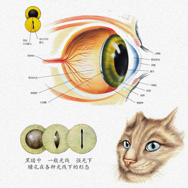 百变猫咪写真:你拍过最好看的猫片是什么？
