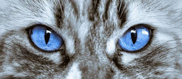 百变猫咪写真:你拍过最好看的猫片是什么？