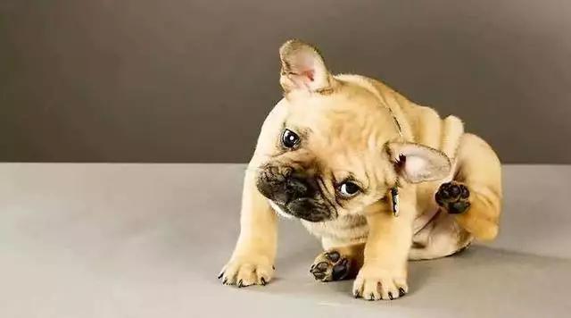 犬蛔虫病怎么用药物:狗身上长寄生虫，该怎样防治呢？