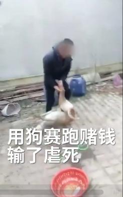 男子当街生火烤狗拍虐狗视频:北京一男子遛自家宠物狗，抡砖狠心砸死流浪狗，你怎么看？ 男子街头疯狂虐狗