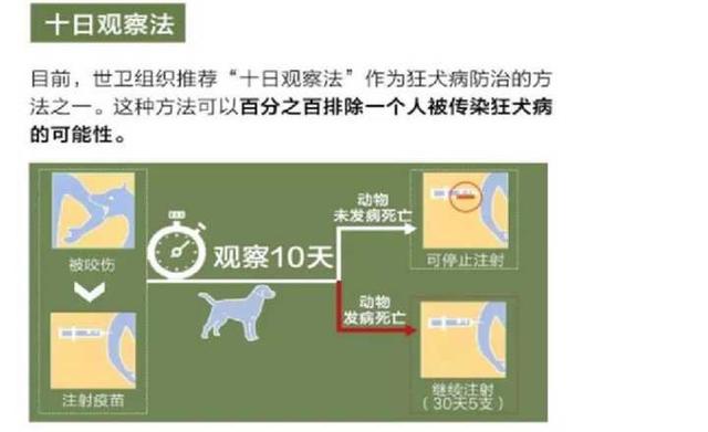 哈尔滨狂犬病发病率:你周围是否有患