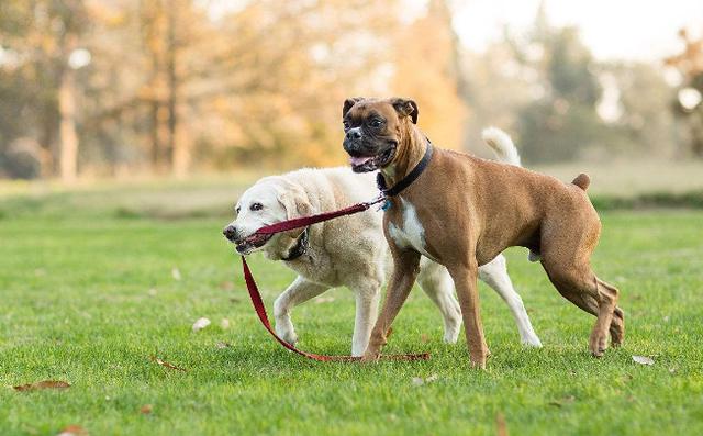 中国宠物犬智商排名:我国的哪种狗最聪明，为什么？