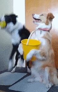 狗狗智商排名及图片:世上智商排行前三的犬种是哪三种狗？有何依据？ 世界上的狗狗智商排名图片