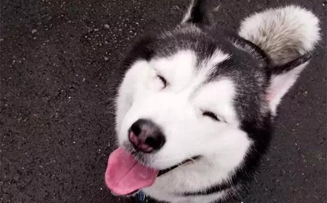 济南发布养犬通告规定什么:济南发布养犬通告：外出遛狗时狗绳最长1.5米。你怎么看？ 最新济南市养犬管理规定