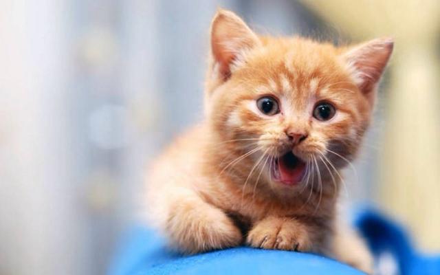 买猫公猫好还是母猫好:谈谈公猫母猫哪个更好养？