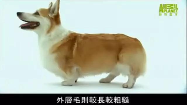 养英国雪达犬是种怎样的体验:如果雪橇三傻三只狗一起养，会不会被搞到精神崩溃？