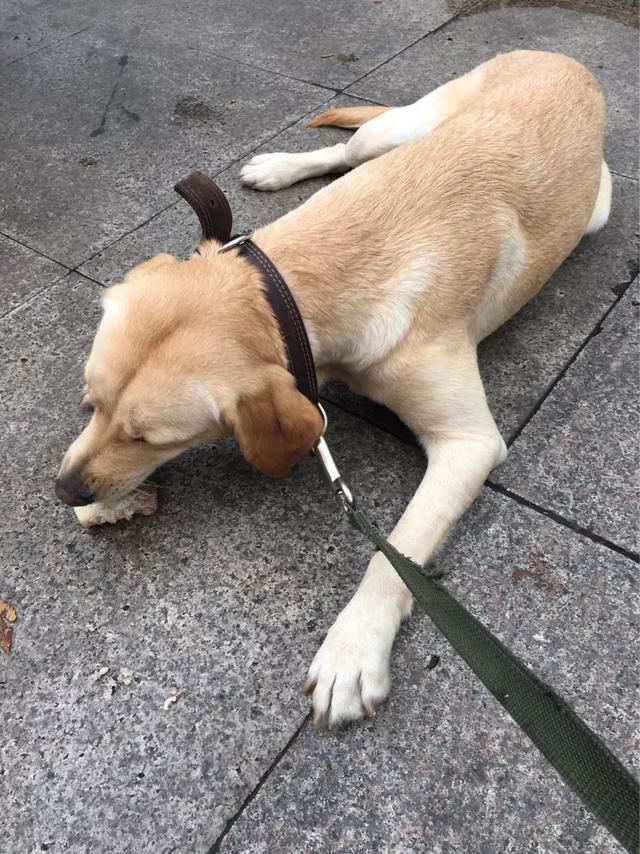 鸡肝 猪肝喂狗好吗:狗能吃鸡肝猪肝吗 主人不能给狗狗吃哪些食物？