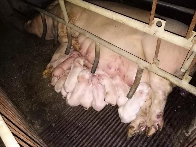 母猪全部产死胎的原因:母猪产死胎的原因分析 母猪下的死小猪还发黑是什么病？