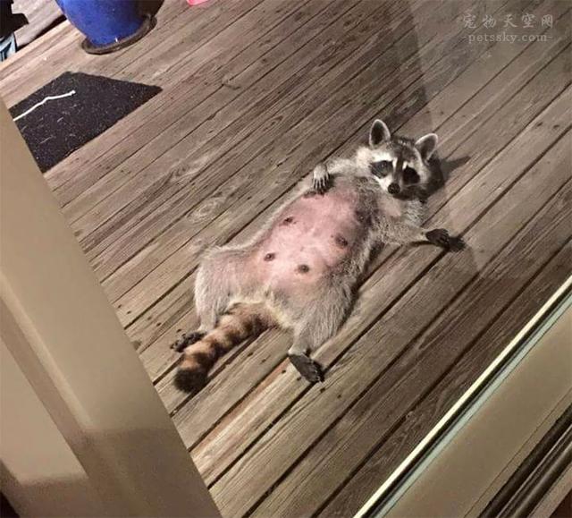 另类宠物图片:有什么和猫狗一样互动活动可以很多而且互动性强的宠物？