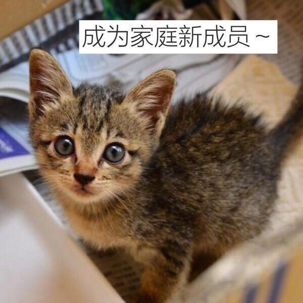 小奶猫能不能喝牛奶:平时白天上班，该如何照顾刚出生的奶猫？ 小奶猫能不能喝牛奶粉