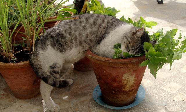 给猫猫吸的猫薄荷是什么:猫薄荷对猫有没有吸引力？ 猫猫吃了猫薄荷有什么好处