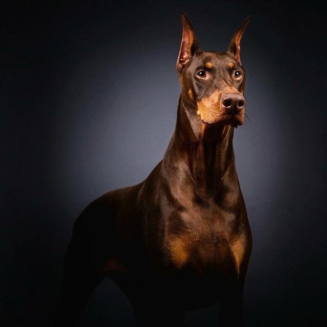 怎么辩别纯种松狮幼犬视频:我想买只德牧幼犬！怎样辨别是否是纯种？