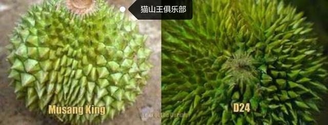 猫山王,为什么猫山王有苦味品质更好？