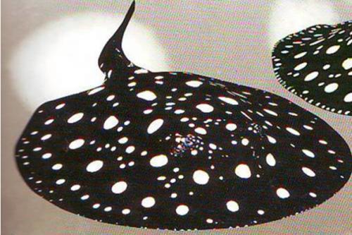 头条问答 - 皇冠魟鱼是否会越来越便宜?(4个回答)