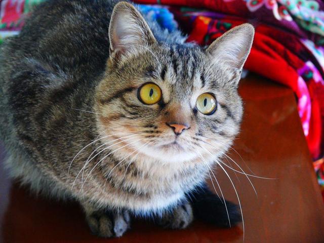 养猫记angelo:俗话说：狗记千、猫记万、小鸡就记二里半，这话准确吗？