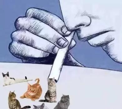 吸猫:如何看待当代年轻人喜欢吸猫多过于养狗？