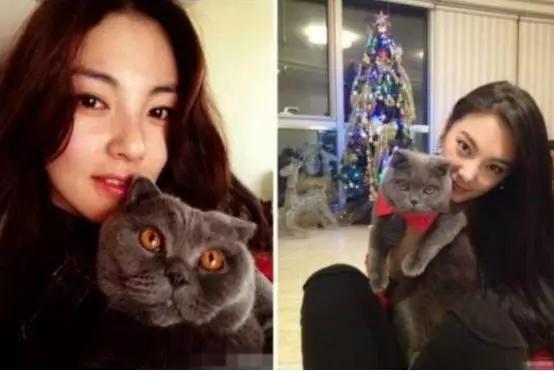 吸猫:如何看待当代年轻人喜欢吸猫多过于养狗？