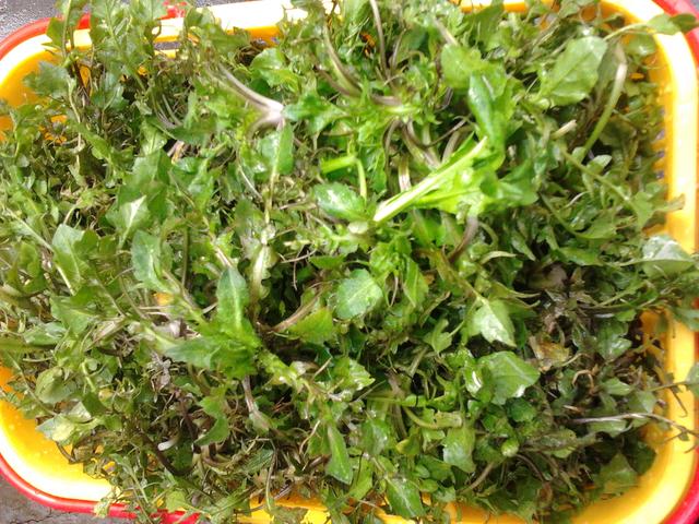 农村有哪些城里人没吃过的野菜？