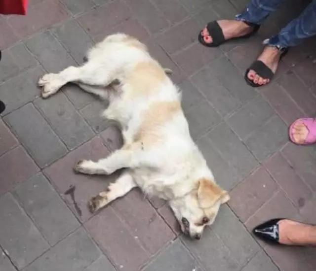 男子摔狗事件:如何看待成都某教师捡狗索酬不成摔狗一事？ 成都摔狗事件