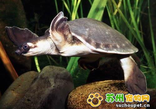 陆龟会游泳吗:养的小乌龟可以一直泡在鱼缸里吗？