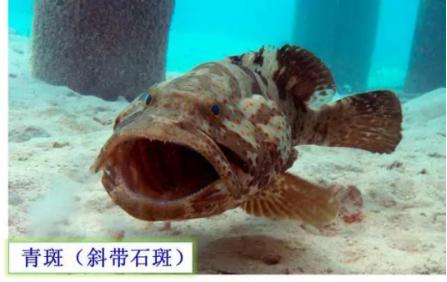 龙趸王:市场上常见的石斑鱼品种有哪些