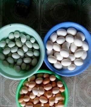 鸡蛋的营养价值有多高，鸡蛋、鸭蛋喝鹅蛋相比较哪个营养价值更高