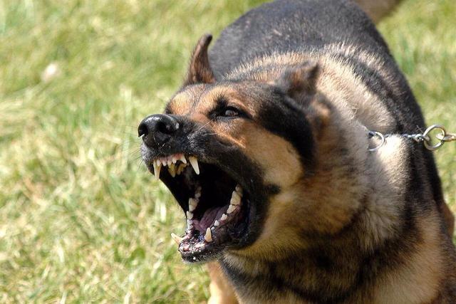 至尊犬奴:狗是伴侣动物，下这个结论的人有资格代表人类吗？