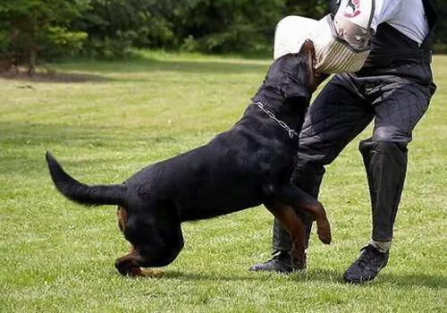 至尊犬奴:狗是伴侣动物，下这个结论的人有资格代表人类吗？