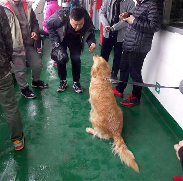 海口宠物狗店:去海南轮渡可以带金毛狗狗吗？ 海口哪里卖宠物狗店